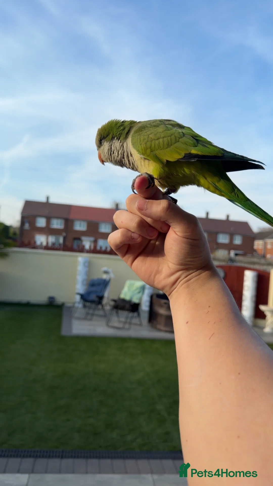 Parrots birds for sale: Super super tame Quaker parrot  - Advert 2