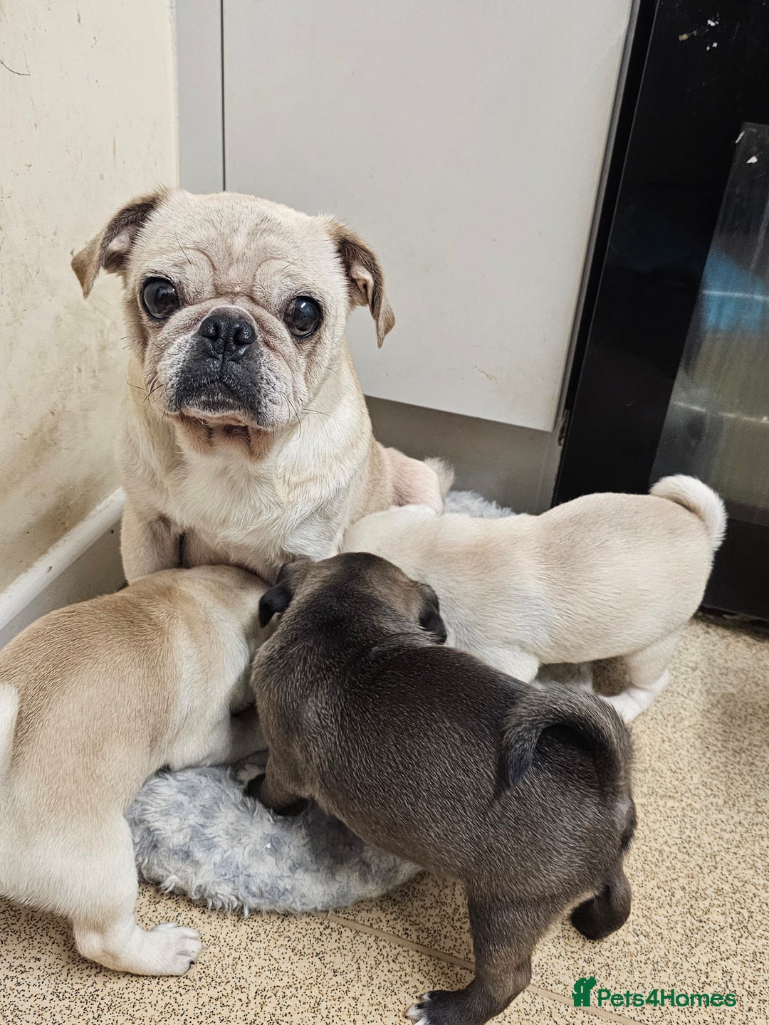 Pug dogs for sale: Gorgeous creamgirl and whiteboy pug ready toleave  - Advert 1