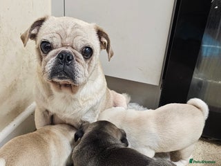 Pug dogs Gorgeous creamgirl and whiteboy pug ready toleave - Advert 2