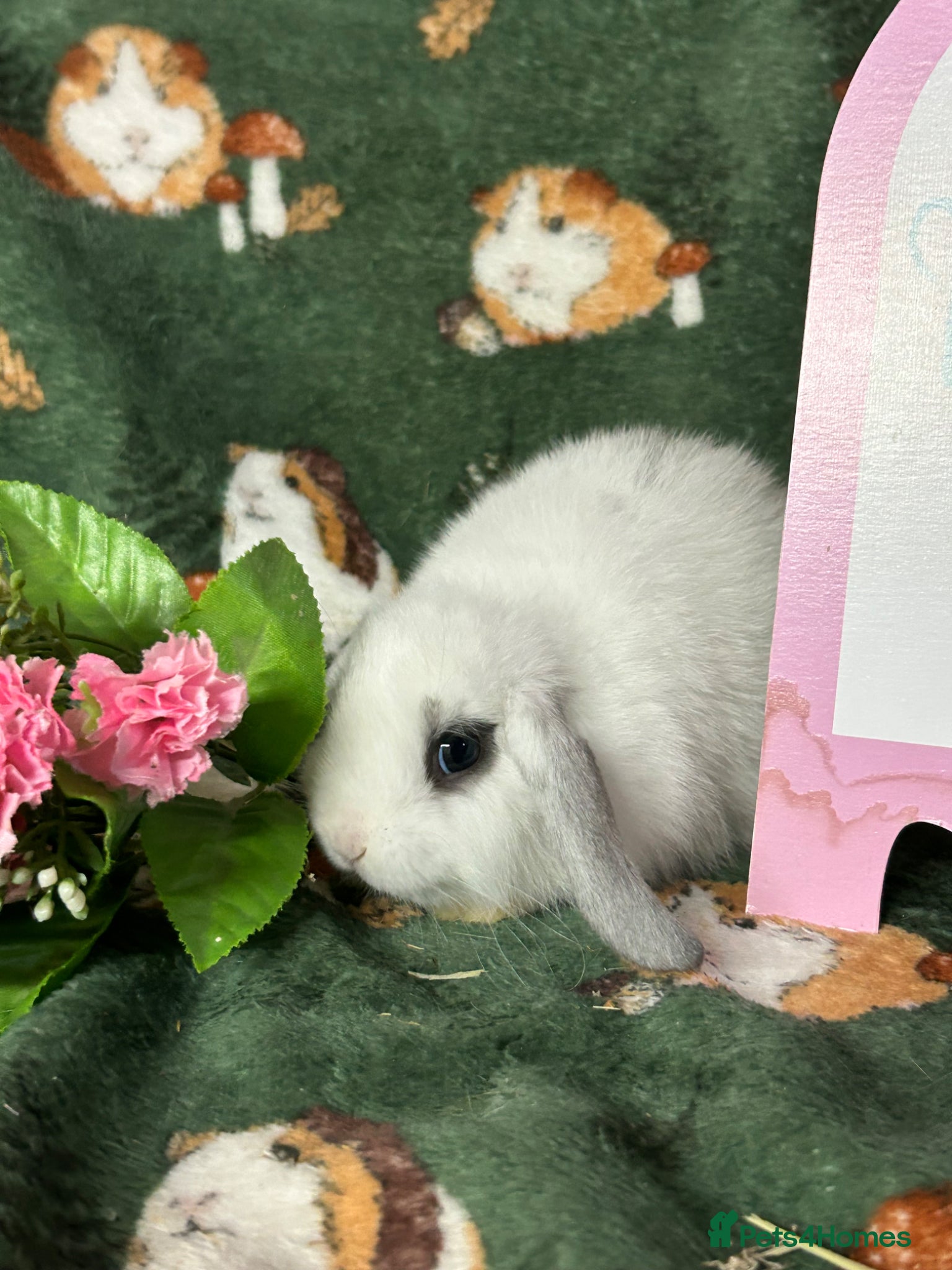 Mini Lop rabbits Beautiful Baby Mini Lops Ready now  - Advert 2