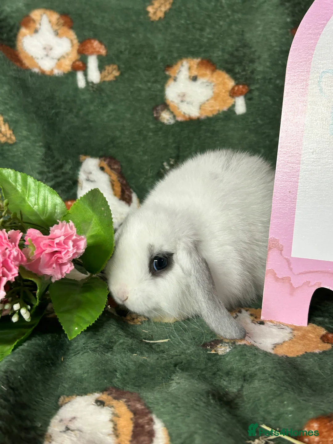 Mini Lop rabbits for sale: Beautiful Baby Mini Lops Ready now  - Advert 2