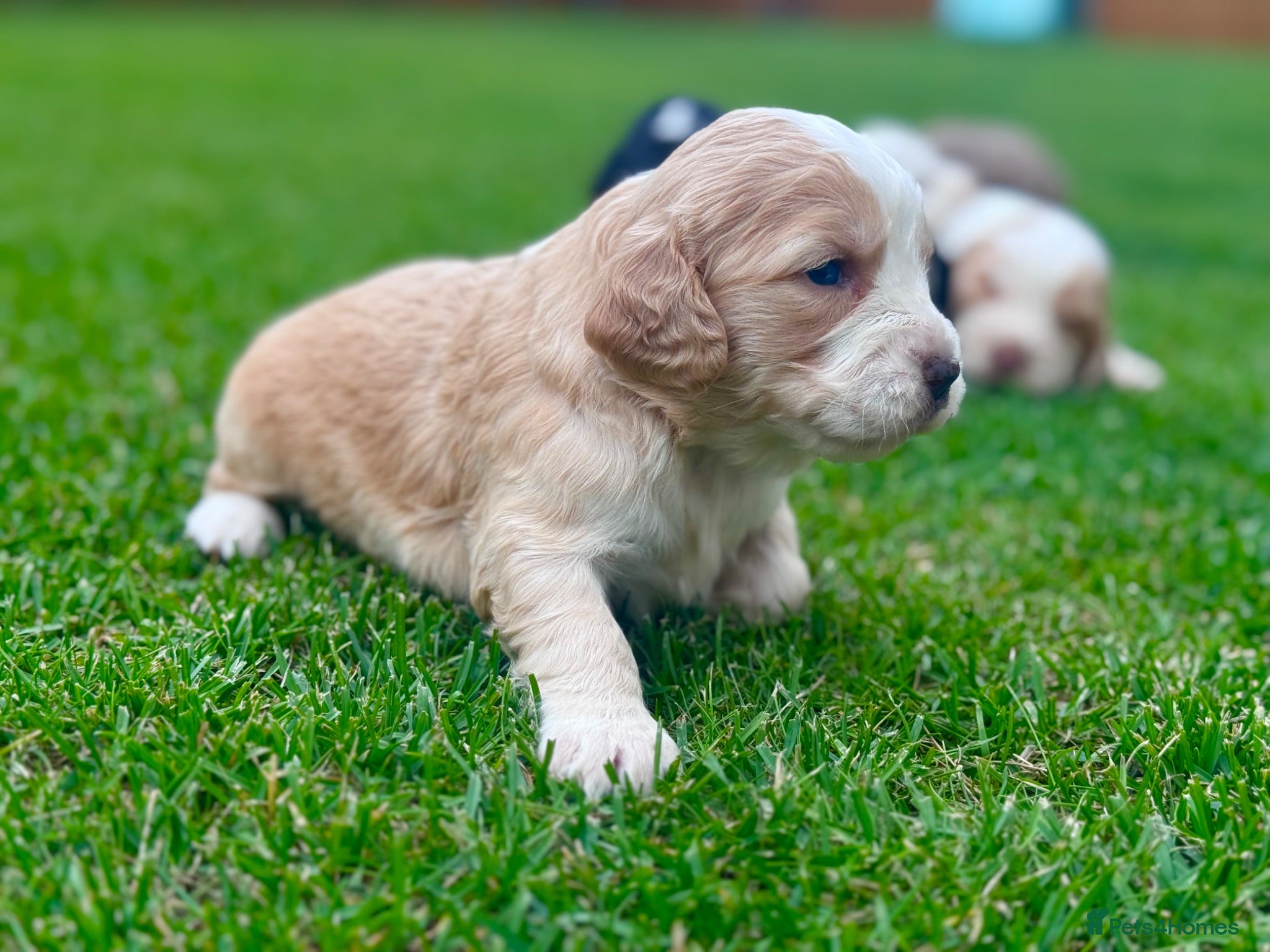 Cockapoo dogs Beautiful Cockapoo Babies 🐾🐾🐾 - Advert 1