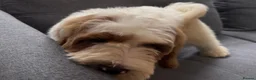 Australian Labradoodle dogs for sale: Multi-Gen Australian Labradoodle Puppies - Advert 2