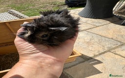 Guinea Pig rodents for sale: Funky haired male guinea pigs. - Image 6