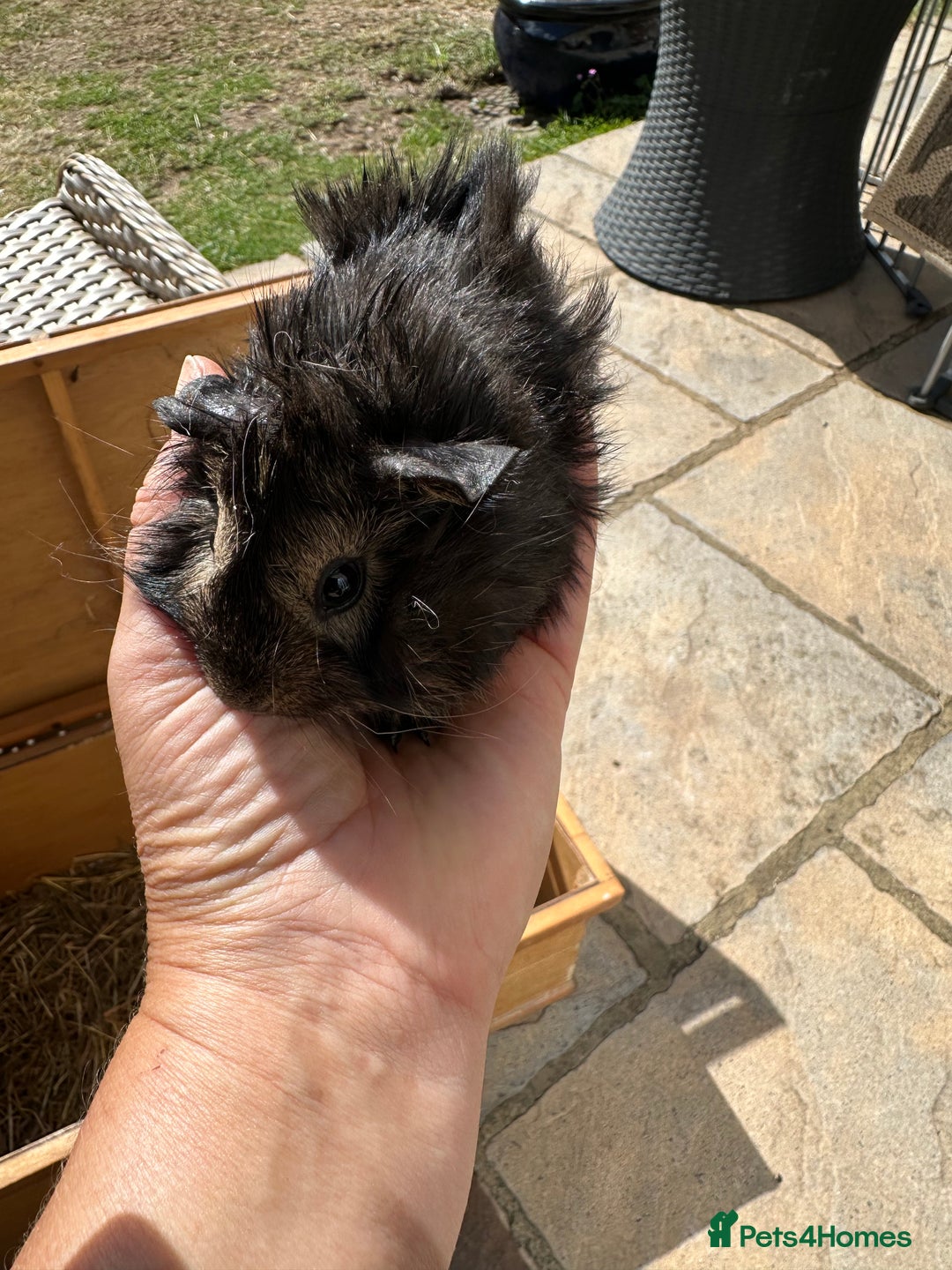 Guinea Pig rodents for sale: Funky haired male guinea pigs. - Image 6