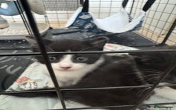 Domestic Shorthair cats for sale: Black and white kittens  - Image 1