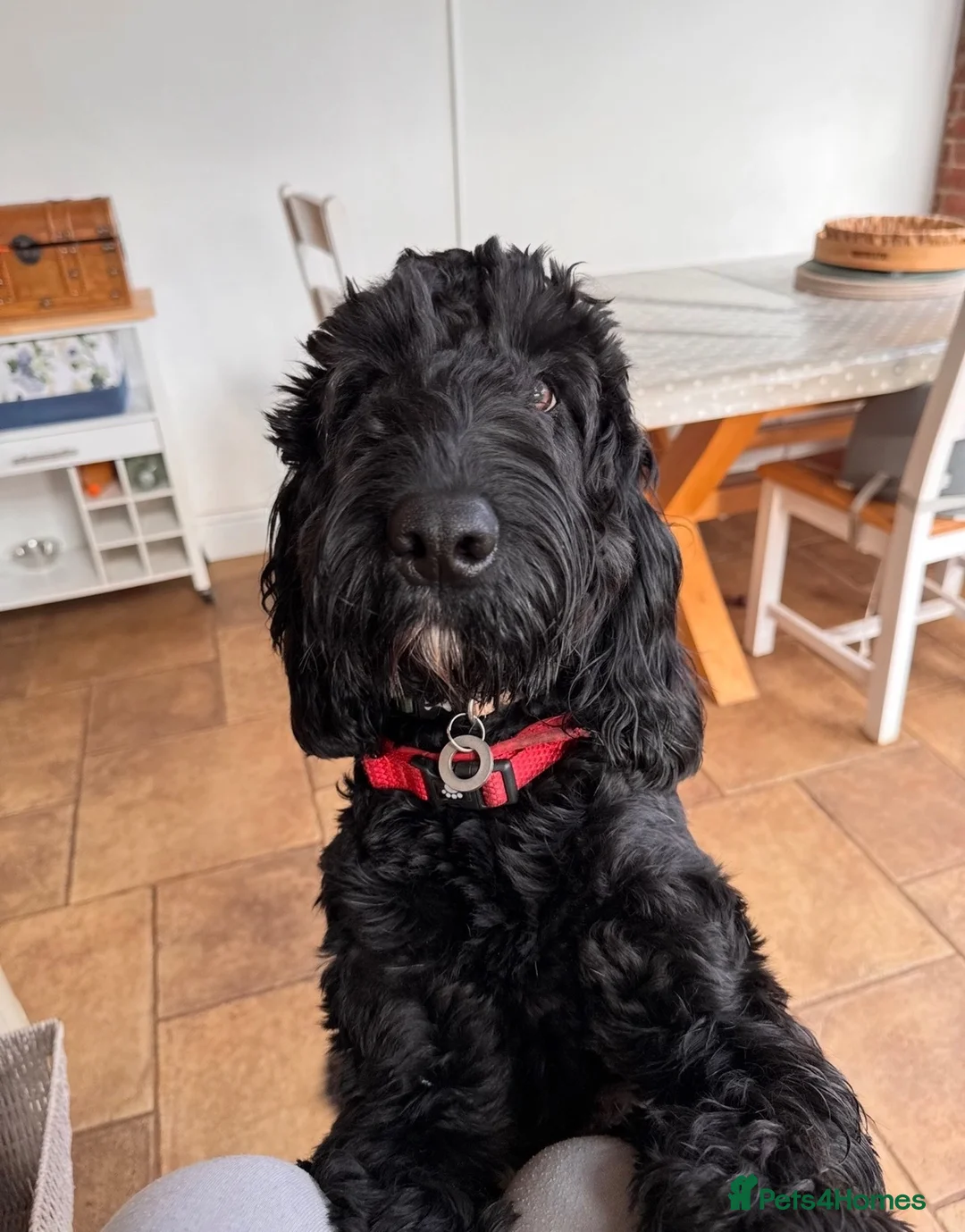 Mixed Breed dogs for sale: Mario, 2 year old energetic Labradoodle. READ! in King's Lynn - Advert 1