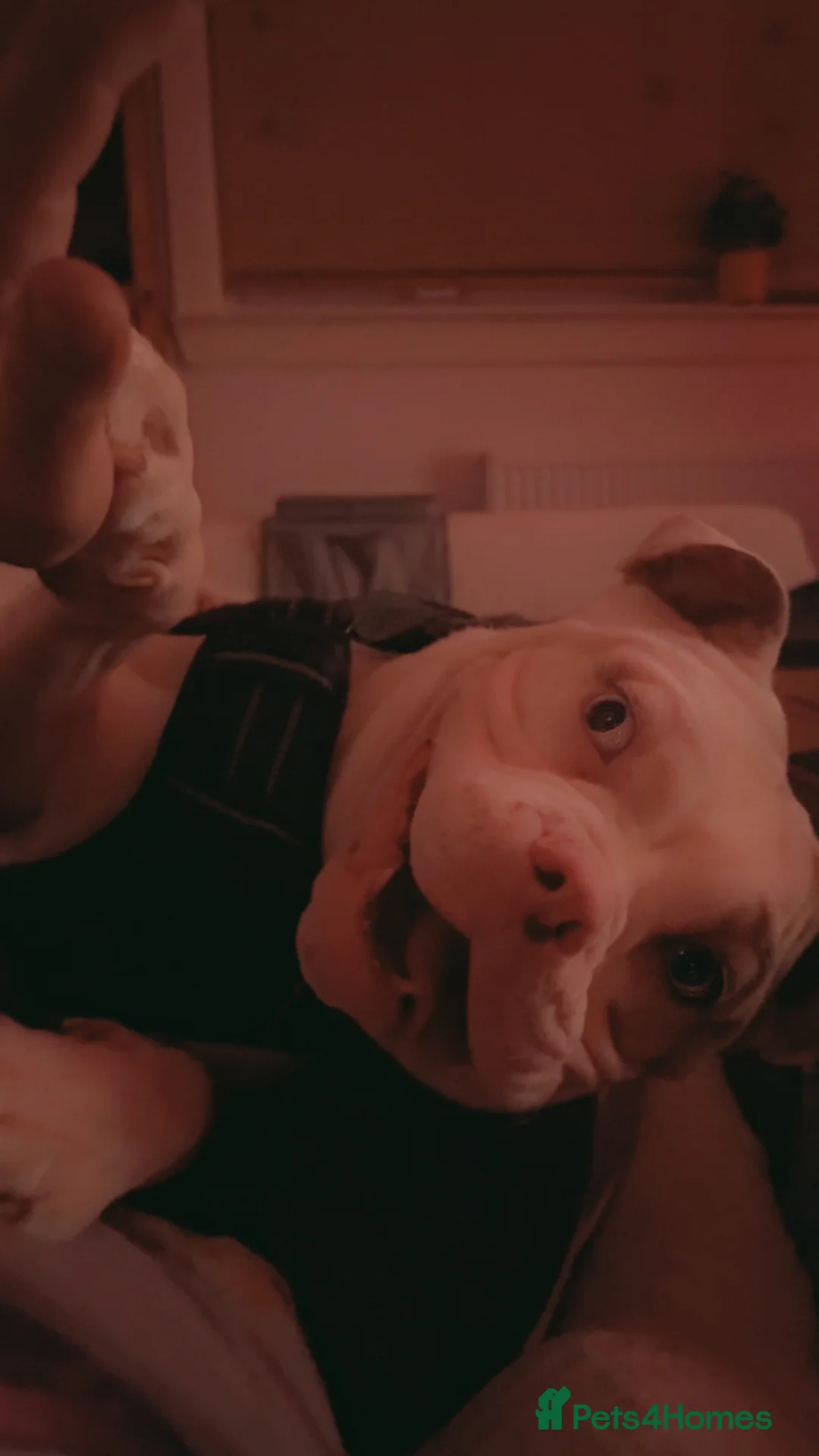 American Bully dogs for sale: American pocket bully in West Calder - Advert 6