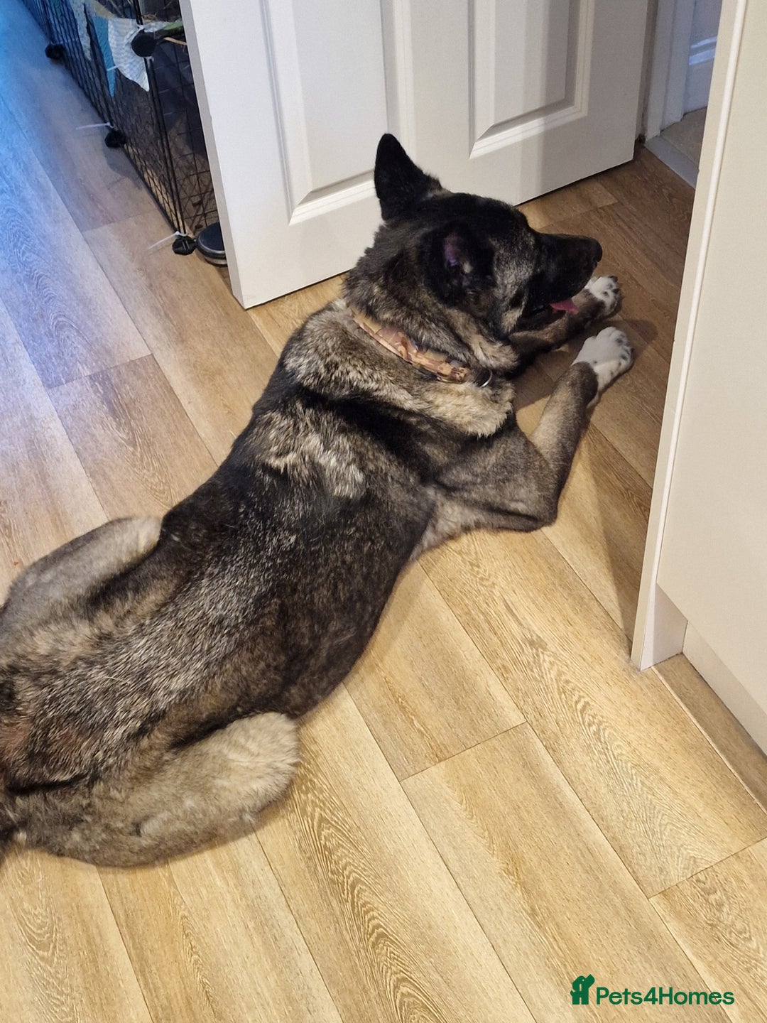 Japanese Akita Inu dogs for sale: Sasha looking for permanent home ASAP - Image 3