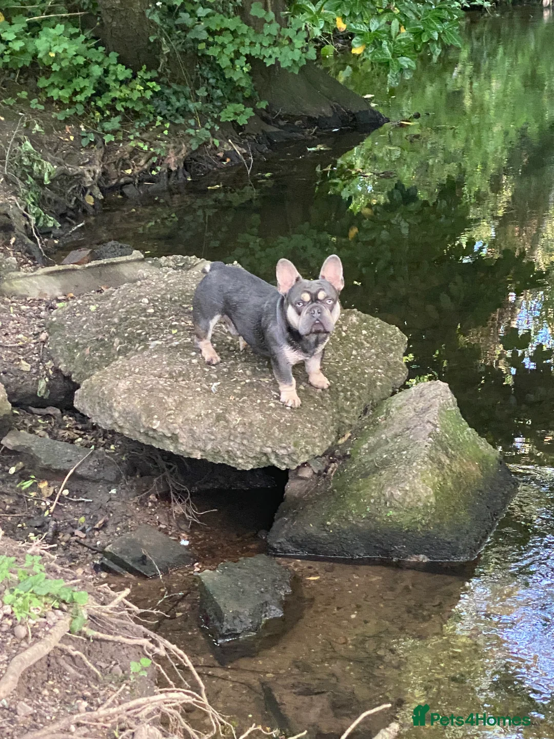 French Bulldog dogs for stud: French Bulldog to stud out in Derby - Advert 12