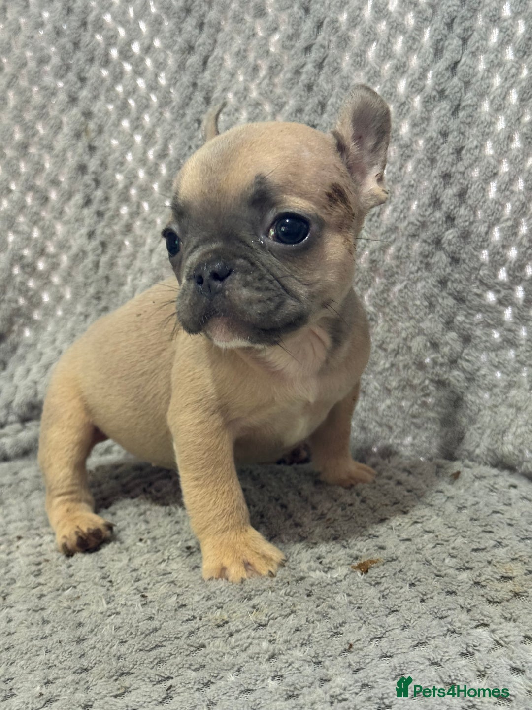 French Bulldog dogs for sale: FRENCH BULLDOG 🐶 - Advert 24