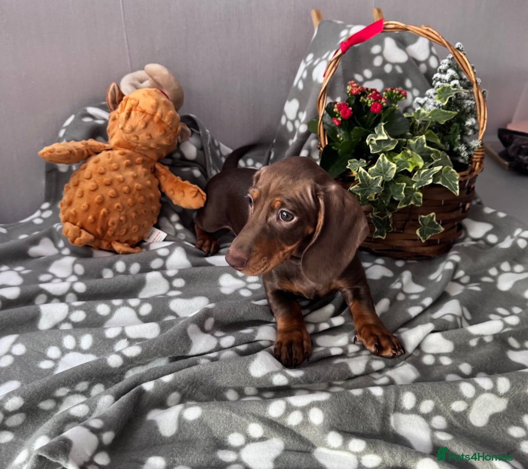 Dachshund dogs for sale:  KC Miniature Dachshund🐾Just 1Boy left 🐾 - Advert 16