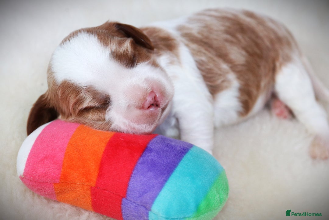 Cavapoo dogs for sale: 🌟Rare F1b Reverse Cavapoo(3/4 Cavalier1/4 Poodle) - Image 29