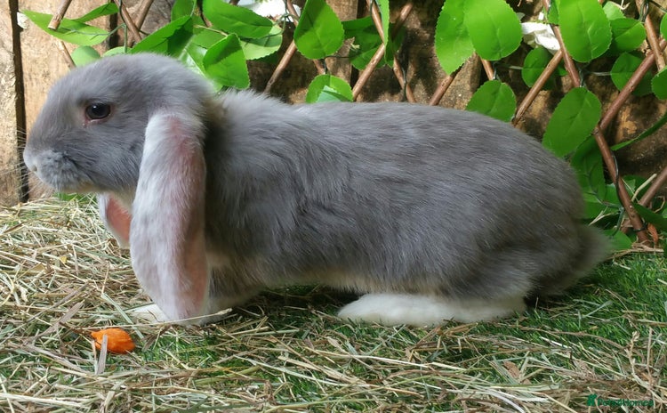 French Lop rabbits - Advert 8