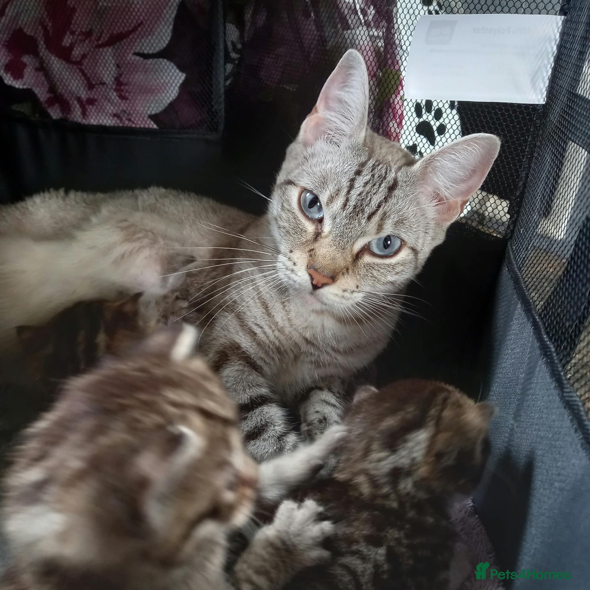Mixed Breed cats 5 little kittens looking for forever homes!! - Advert 2