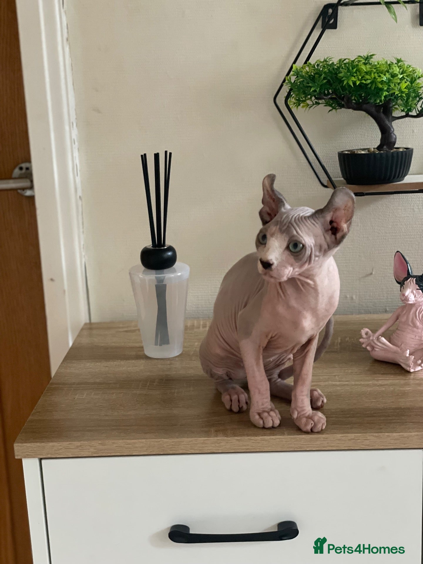 Sphynx cats Last beautiful sphynx  - Advert 1