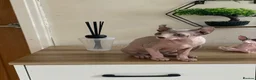 Sphynx cats for sale: Last beautiful sphynx  - Advert 1