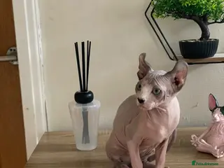 Sphynx cats Last beautiful sphynx - Advert 1