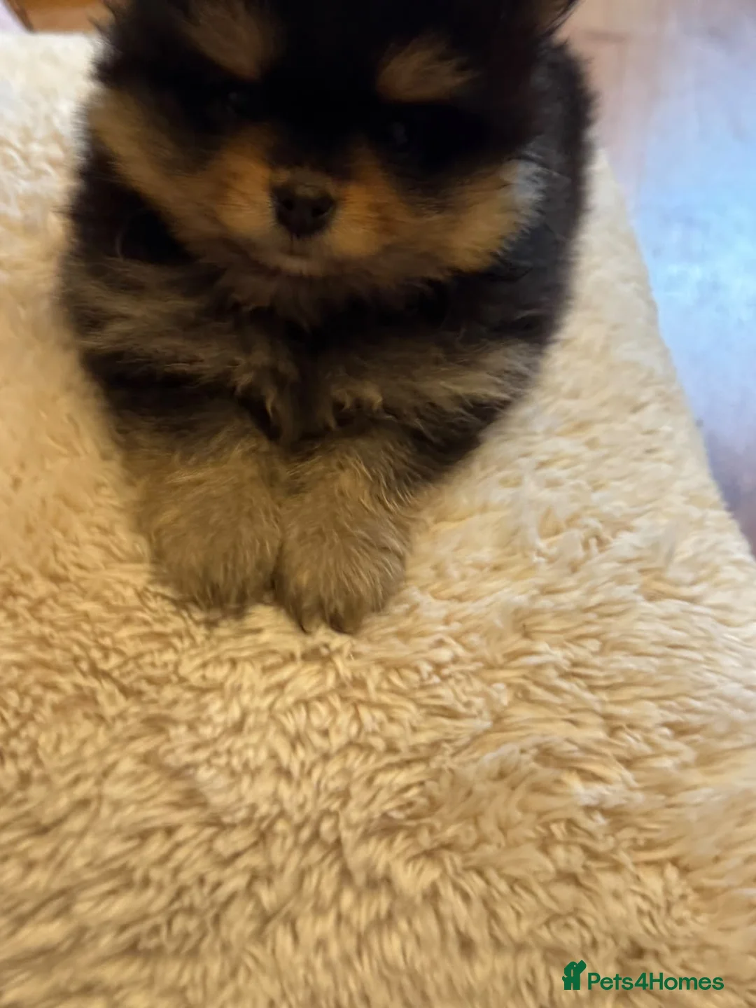 Pomeranian dogs for sale: Gorgeous fluffy Pomeranian puppies - Advert 12