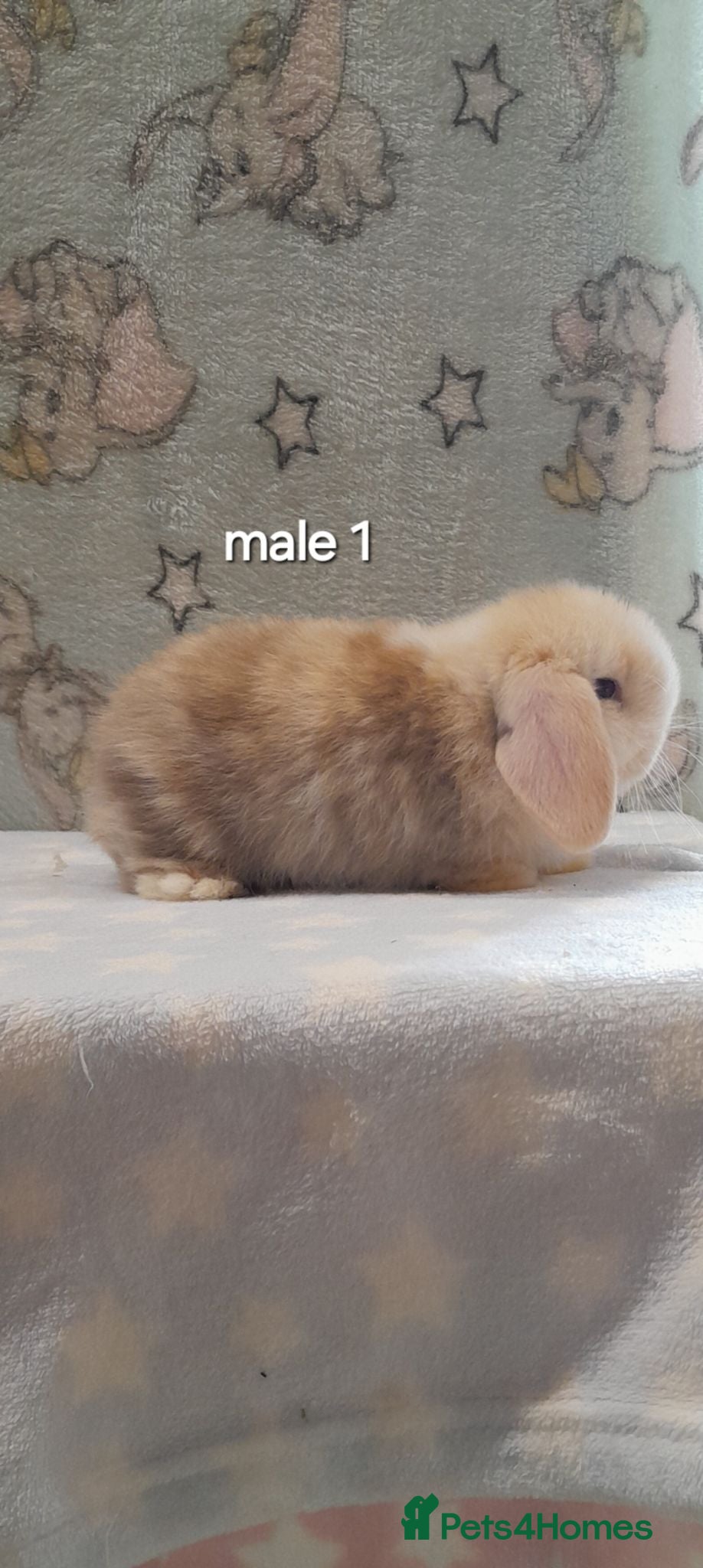 Mini Lop rabbits Beautiful purebred mini lops  - Advert 2
