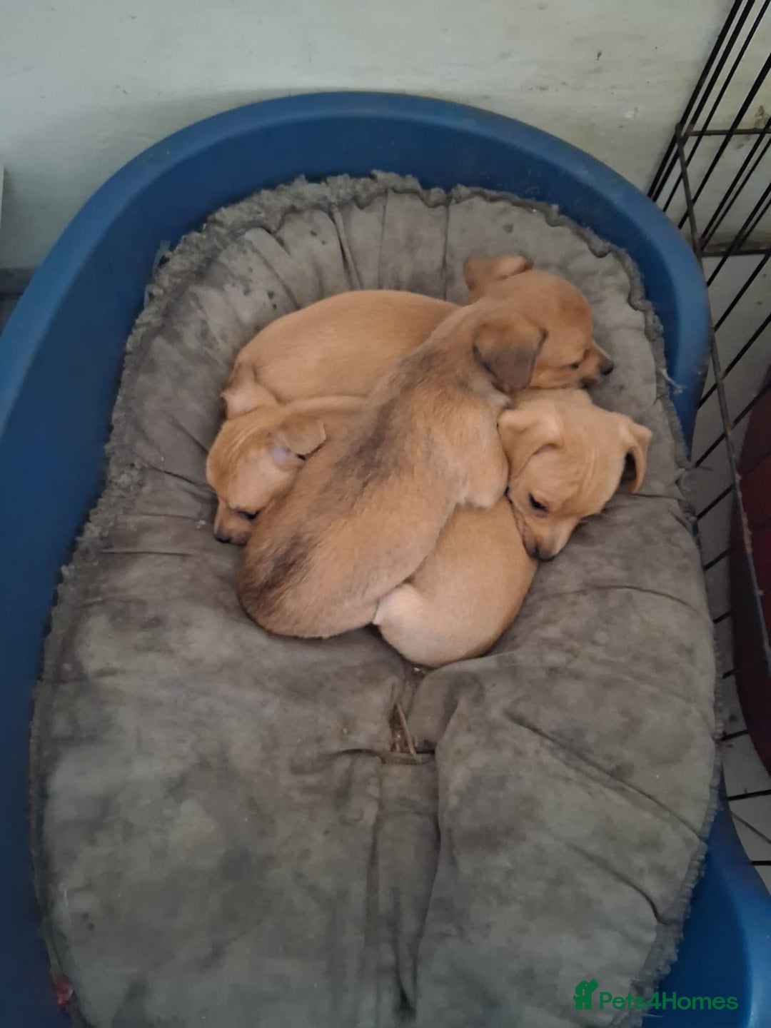 Chihuahua dogs for sale: Ready now! Gorgeous playful puppies!  - Advert 5