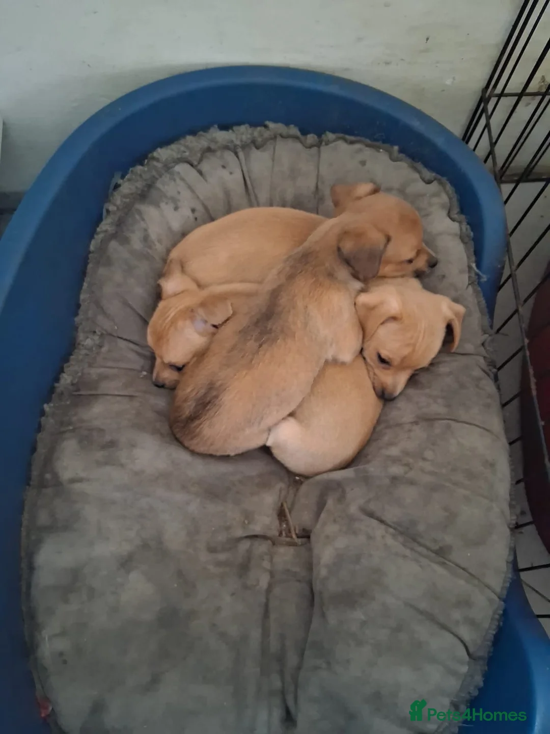 Chihuahua dogs for sale: Ready now! Gorgeous playful puppies!  - Advert 5