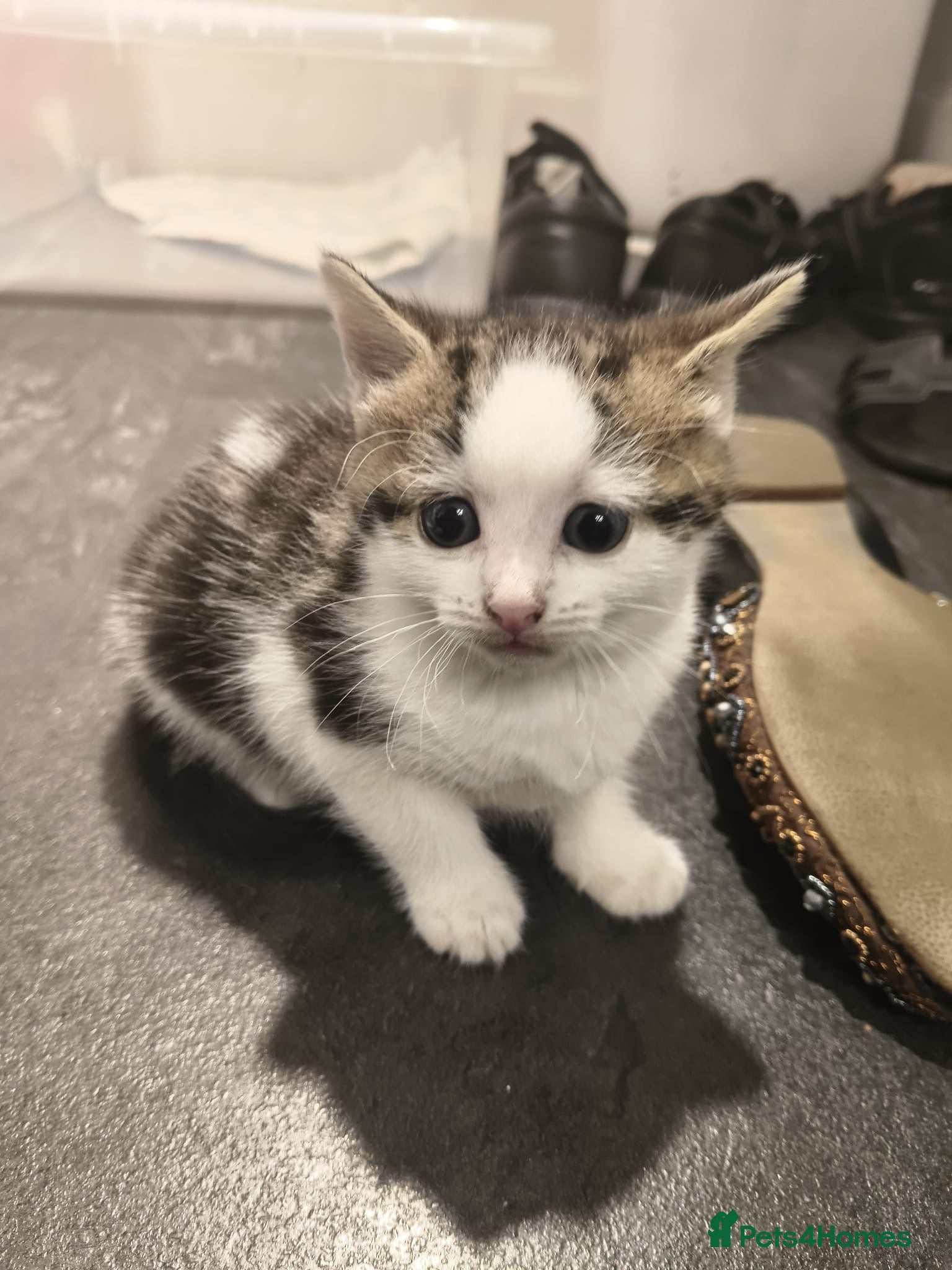 Mixed Breed cats for sale: Gorgeous Tabby Kittens - 3 Left - Advert 10