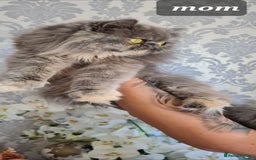 Persian cats for sale: Beautiful persian kittens  - Image 40