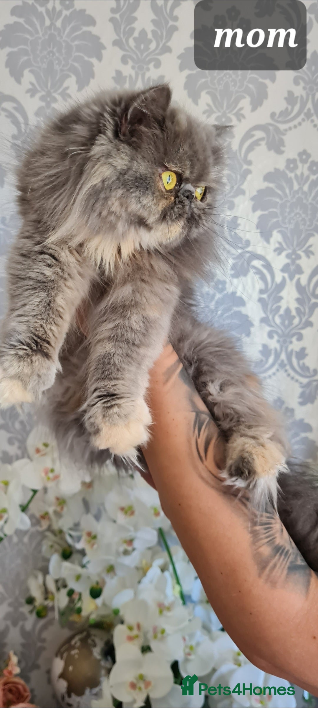 Persian cats for sale: Beautiful persian kittens  - Image 40