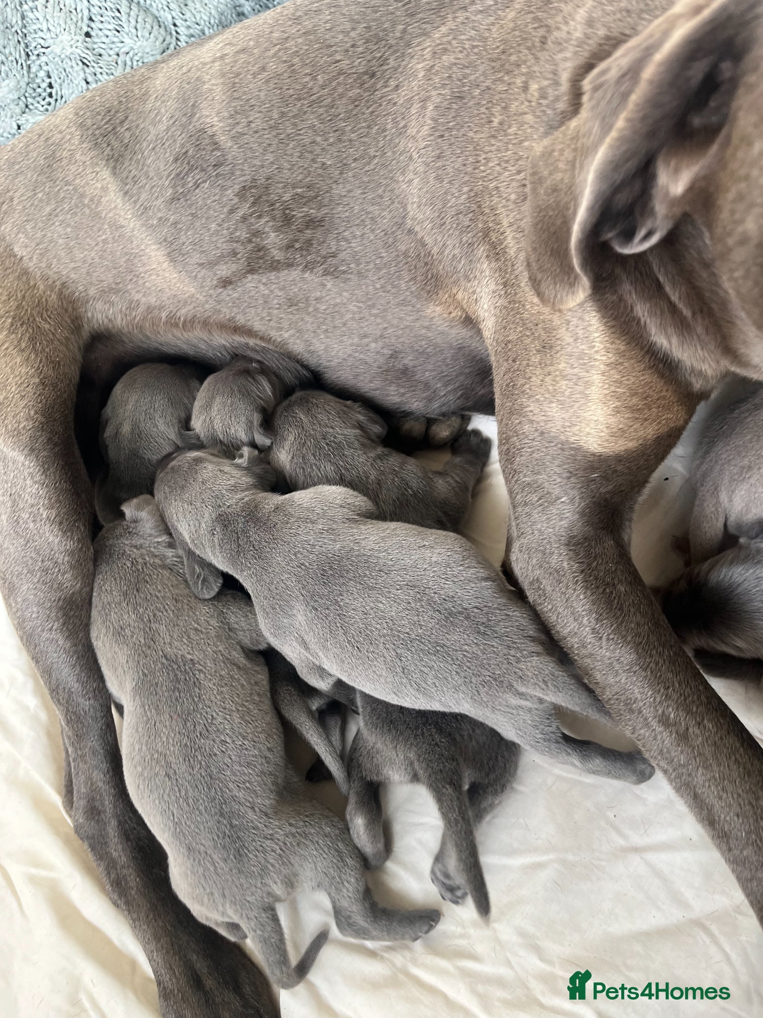Weimaraner dogs for sale: BLUE and SILVER Purebred pups from KC reg Weims - Advert 9