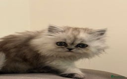 Persian cats for sale: Beautiful Grey Tortie Persian Kitten  - Image 10