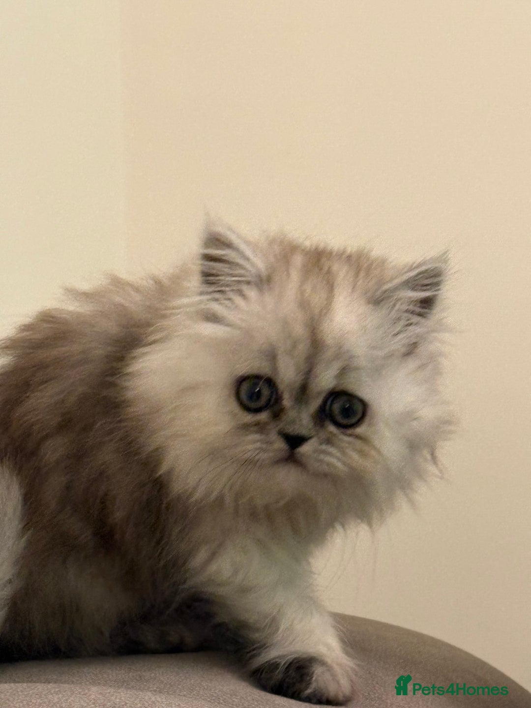 Persian cats for sale: Beautiful Grey Tortie Persian Kitten  - Image 10