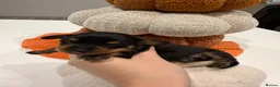Miniature Dachshund dogs for sale: MINIATURE DACHSHUND PUPPIES - Advert 3
