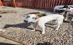 Mixed Breed dogs for adoption: Enzo 10 months old  - Image 2