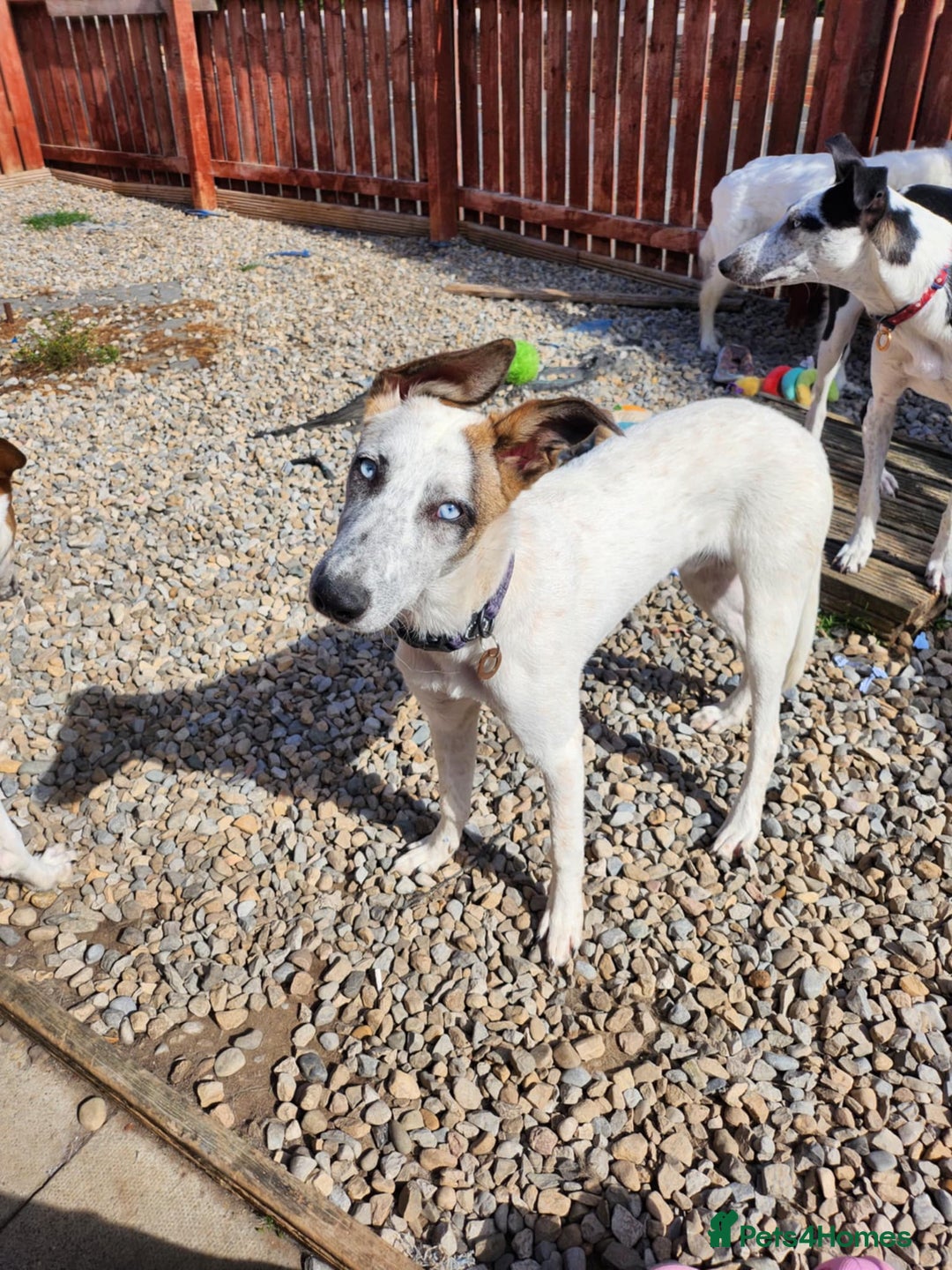 Mixed Breed dogs for adoption: Enzo 10 months old  - Image 2