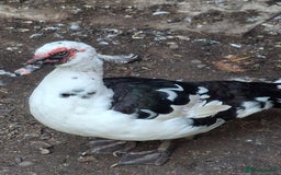 Ducks poultry for sale: Muscovy  ducks - Image 2