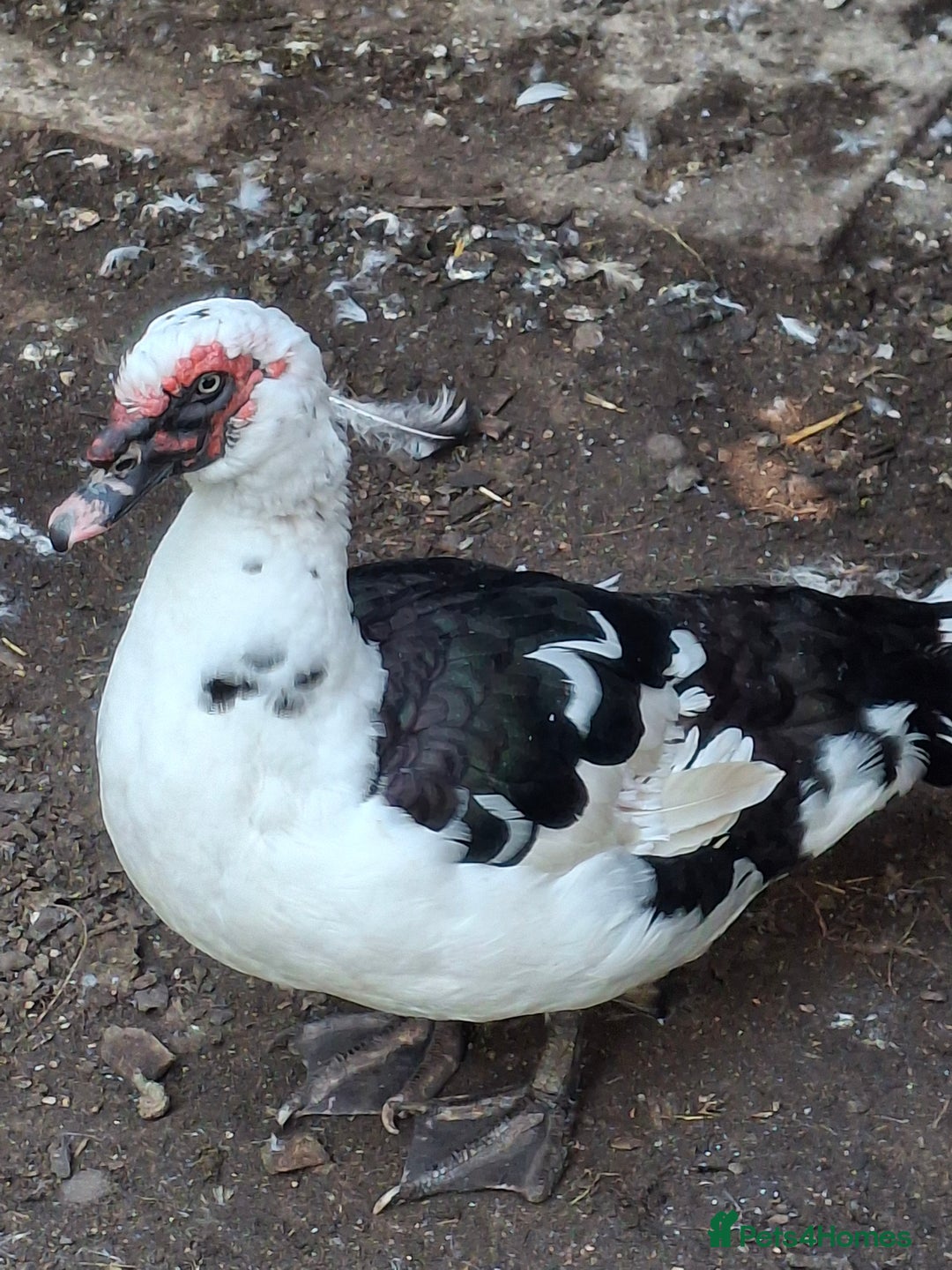 Ducks poultry for sale: Muscovy  ducks - Image 2