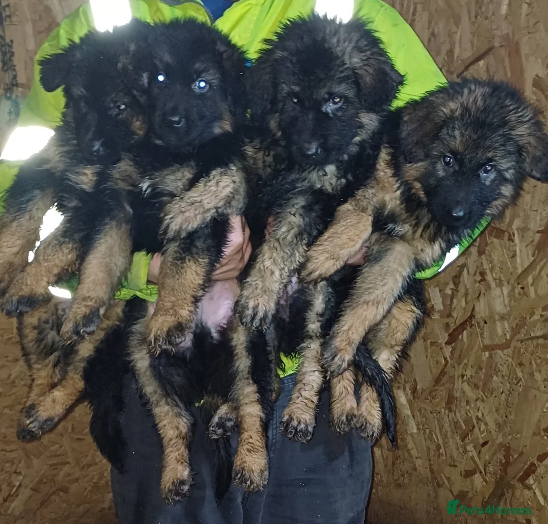 German Shepherd dogs for sale: Long-haired German sheperd puppies - Advert 1