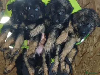 German Shepherd dogs Long-haired German sheperd puppies - Advert 1