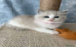 Ragdoll cats for sale: Unique patterned fluffy Ragdoll kittens - Image 15