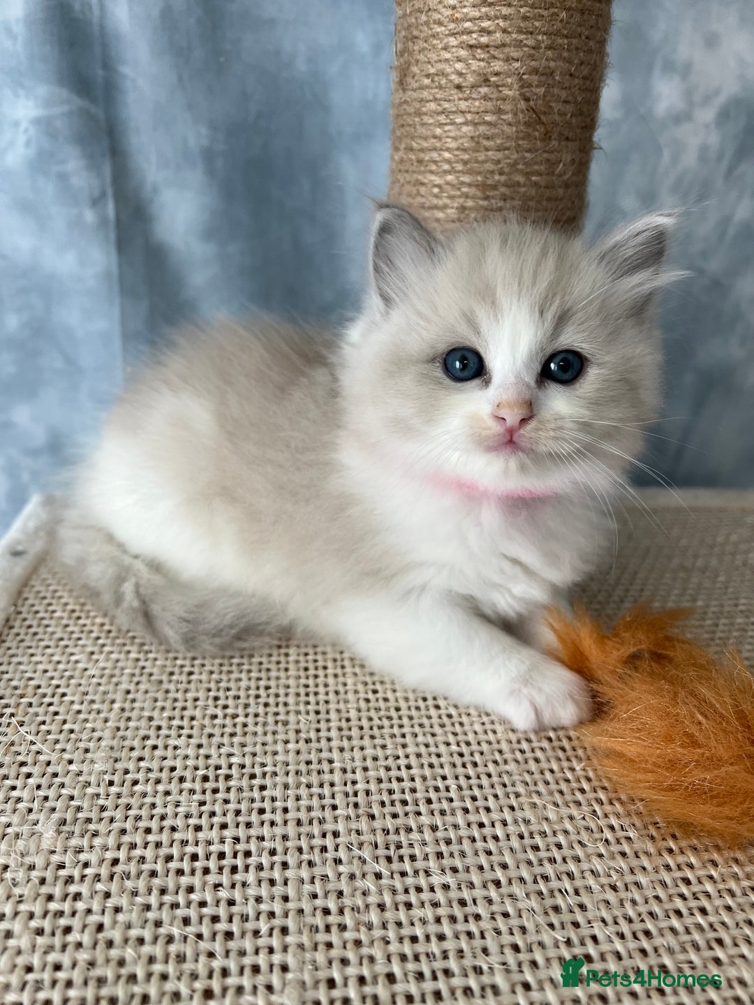 Ragdoll cats for sale: Unique patterned fluffy Ragdoll kittens - Image 15