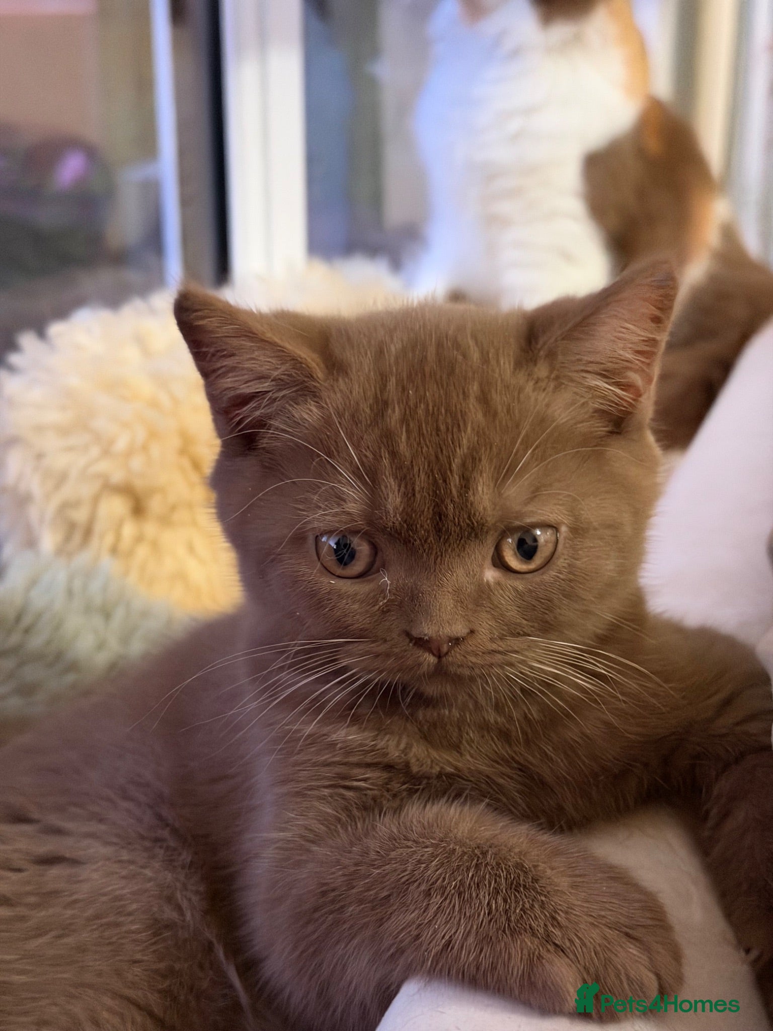 British Shorthair cats The handsome boy with an outstanding pedigree. - Advert 18