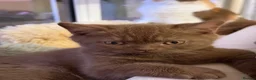 British Shorthair cats for sale: The handsome boy with an outstanding pedigree. - Advert 2