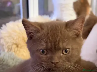 British Shorthair cats The handsome boy with an outstanding pedigree. - Advert 18