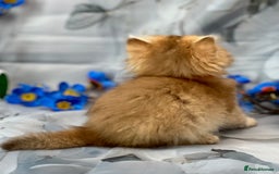 British Shorthair cats for sale: STUNNING TICA BRITISH SHORTHAIR/LONGHAIR KITTENS - Image 13