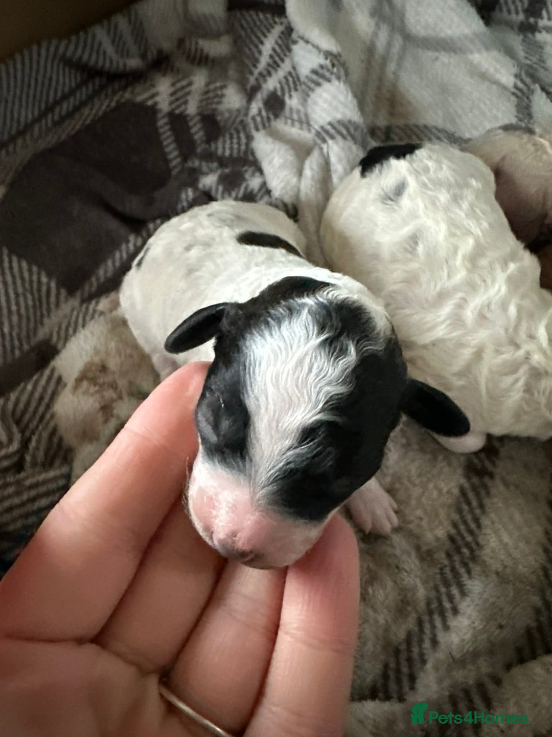 Cavapoo dogs for sale: F1b cavapoo pups extensively health tested - Advert 6