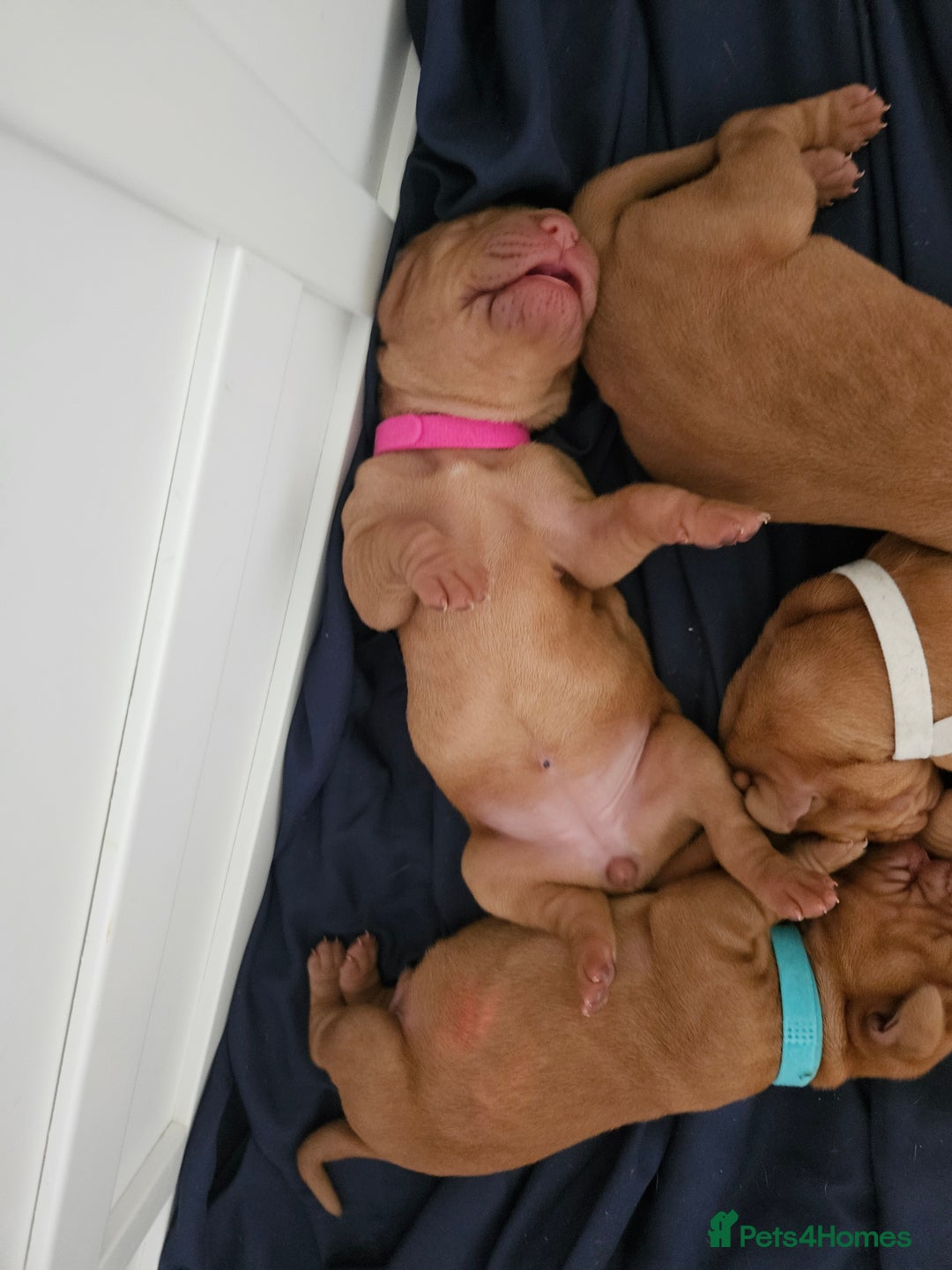 Hungarian Vizsla dogs for sale: 🏆🇭🇺 KC Registered Hungarian Vizsla Pups - Advert 13