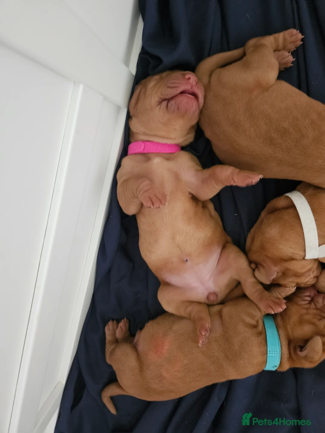 Hungarian Vizsla dogs for sale: 🏆🇭🇺 KC Registered fully trained HungarianVizsla - Advert 16