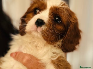 Cavalier King Charles Spaniel dogs Stunning cavalier King Charles puppies - Advert 18