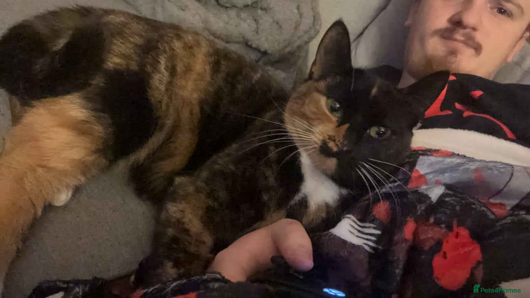 Mixed Breed cats for sale: Two bonded cats age 2  - Image 5